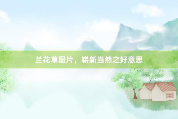 兰花草图片，崭新当然之好意思